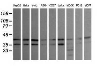 Western Blot: JNK2 Antibody (OTI1A1) - Azide and BSA Free [NBP2-71259] - Analysis of extracts (35ug) from 9 different cell lines (HepG2: human; HeLa: human; SVT2: mouse; A549: human; COS7: monkey; Jurkat: human; MDCK: canine; PC12: rat; MCF7: human).