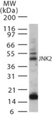 Western Blot: JNK2 Antibody [NB600-1297] - Western blot analysis for JNK2 using NB600-1297 at 2 ug/ml on 20 ugs of A431 whole cell lysate.