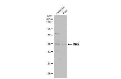 Western Blot: JNK2 Antibody [NBP1-30905] - Various whole cell extracts (30 ug) were separated by 10% SDS-PAGE, and the membrane was blotted with JNK2 antibody [N1C3] diluted at 1:500. The HRP-conjugated anti-rabbit IgG antibody was used to detect the primary antibody.