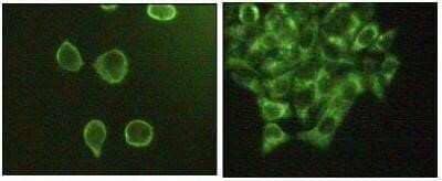 Immunocytochemistry/Immunofluorescence: JNK3 Antibody (10E4A4) [NBP1-51544] - Immunofluorescence staining of methanol-fixed A431 (left) and Hela (right) cells showing cytoplasmic and membrane localization.