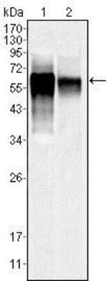 Western Blot: JNK3 Antibody (10E4A4) [NBP1-51544] - Analysis using MAPK10 mouse mAb against NIH/3T3 (1) and SKN-SH (2) cell lysate.