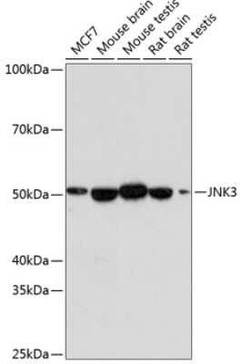 Western Blot: JNK3 Antibody (2O10P2) [NBP3-15649] - Western blot analysis of extracts of various cell lines, using JNK3 antibody (NBP3-15649) at 1:1000 dilution. Secondary antibody: HRP Goat Anti-Rabbit IgG (H+L) at 1:10000 dilution. Lysates/proteins: 25ug per lane. Blocking buffer: 3% nonfat dry milk in TBST. Detection: ECL Enhanced Kit. Exposure time: 3min.