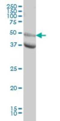 Western Blot: JNK3 Antibody (3B9) [H00005602-M05] - Analysis of MAPK10 expression in HeLa (Cat # L013V1).