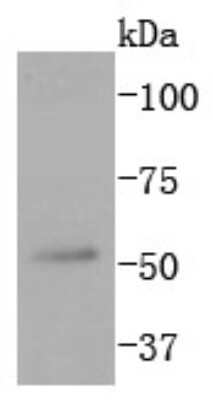 Western Blot: JNK3 Antibody (SD082-09) [NBP2-67800] - Analysis of JNK3 on 293T cells lysates using anti-JNK3 antibody at 1/1,000 dilution.