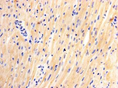 Immunohistochemistry-Paraffin: JPH2 Antibody (3-2) [NBP2-66914] - Analysis of paraffin- embedded mouse heart tissue using anti- Junctophilin-2 Mouse mAb