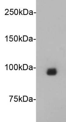 Western Blot: JPH2 Antibody (3-2) [NBP2-66914] - Analysis on mouse heart lysate using anti- Junctophilin-2 Mouse mAb.