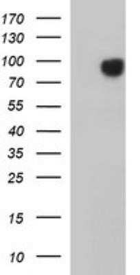 Western Blot: JPH2 Antibody (OTI1F5) - Azide and BSA Free [NBP2-72085] - Analysis of HEK293T cells were transfected with the pCMV6-ENTRY control (Left lane) or pCMV6-ENTRY JPH2.