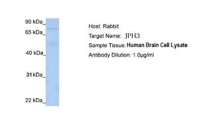 Western Blot: JPH3 Antibody [NBP2-83095] - WB Suggested Anti-JPH3 Antibody Titration: 1.0ug/ml. Positive Control: Human Brain cell lysate