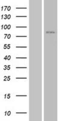 Western Blot: JPH3 Overexpression Lysate (Adult Normal) [NBP2-04380] Left-Empty vector transfected control cell lysate (HEK293 cell lysate); Right -Over-expression Lysate for JPH3.