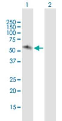 Western Blot: JRK Antibody [H00008629-B01P] - Analysis of JRK expression in transfected 293T cell line by JRK polyclonal antibody.  Lane 1: JRK transfected lysate(62.48 KDa). Lane 2: Non-transfected lysate.