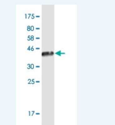 Western Blot: JSRP1 Antibody (6A9) [H00126306-M02-100ug] - Detection against Immunogen (36.74 KDa) .