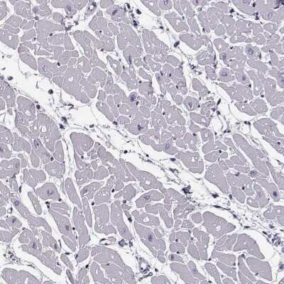 Immunohistochemistry-Paraffin: JSRP1 Antibody [NBP1-81998] - Staining of human heart muscle shows low expression as expected.