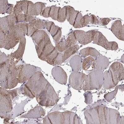 Immunohistochemistry-Paraffin: JSRP1 Antibody [NBP1-81998] - Staining of human skeletal muscle shows high expression.