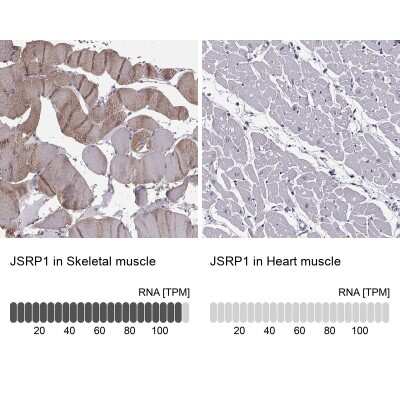 <b>Orthogonal Strategies Validation. </b>Immunohistochemistry-Paraffin: JSRP1 Antibody [NBP1-81998] - Staining in human skeletal muscle and heart muscle tissues using anti-JSRP1 antibody. Corresponding JSRP1 RNA-seq data are presented for the same tissues.