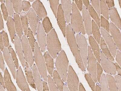 Immunohistochemistry-Paraffin: JSRP1 Antibody [NBP2-98019] - Immunochemical staining of human JSRP1 in human skeletal muscle with rabbit polyclonal antibody at 1:100 dilution, formalin-fixed paraffin embedded sections.