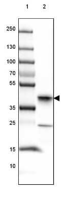 Western Blot JSRP1 Antibody - BSA Free