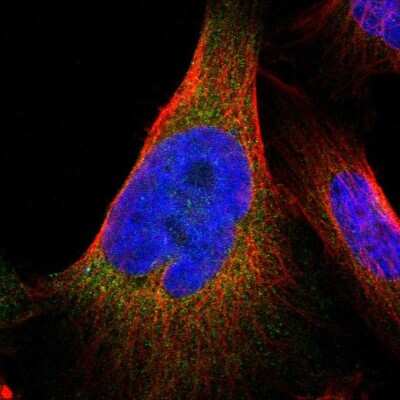 Immunocytochemistry/Immunofluorescence: JWA Antibody [NBP1-84273] - Staining of human cell line U-251 MG shows localization to endoplasmic reticulum. Antibody staining is shown in green.