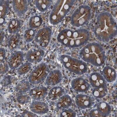 Immunohistochemistry-Paraffin: JWA Antibody [NBP1-84273] - Staining of human duodenum shows strong cytoplasmic positivity in glandular cells.