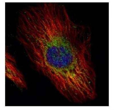 Immunocytochemistry/Immunofluorescence: Jade-1/PHF17 Antibody [NBP2-19798] - immunofluorescence analysis of paraformaldehyde-fixed HeLa, using PHF17 antibody (Green) at 1:500 dilution. Alpha-tubulin filaments are labeled with Alpha-tubulin antibody (Red) at 1:2000.