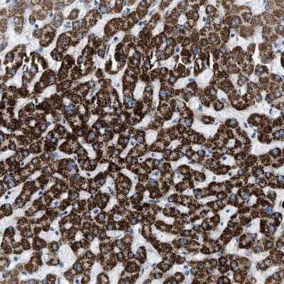 Immunohistochemistry-Paraffin Jade-1/PHF17 Antibody - BSA Free