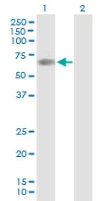 Western Blot: Jade-1/PHF17 Antibody [H00079960-B01P] - Analysis of PHF17 expression in transfected 293T cell line by PHF17 polyclonal antibody.  Lane 1: PHF17 transfected lysate(55.99 KDa). Lane 2: Non-transfected lysate.