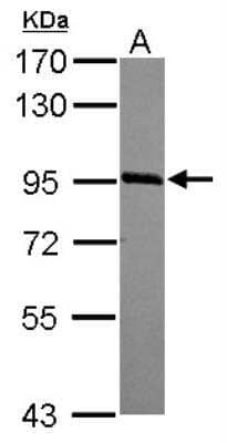Western Blot: Jade-1/PHF17 Antibody [NBP2-19798] - Sample (30 ug of whole cell lysate)  A: A549  7.5% SDS PAGE   diluted at 1:5000 
