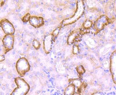Immunohistochemistry-Paraffin: Jagged 1 Antibody (JF96-06) [NBP2-66912] - Analysis of paraffin-embedded mouse kidney tissue using anti-Jagged1 antibody. Counter stained with hematoxylin.