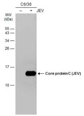 Western Blot: Japanese Encephalitis virus Capsid Protein Antibody (GT1178) [NBP3-13585] - Non-infected (-) and infected (+) C6/36 whole cell extracts (15 ug) were separated by 15% SDS-PAGE, and the membrane was blotted with Core protein C (JEV) antibody [GT1178] (NBP3-13585) diluted at 1:5000. The HRP-conjugated anti-mouse IgG antibody (NBP2-19382) was used to detect the primary antibody.