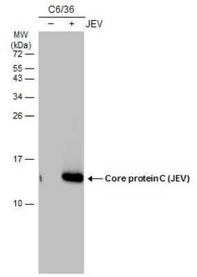 Western Blot: Japanese Encephalitis virus Capsid Protein Antibody (GT12112) [NBP3-13600] - Non-infected (-) and infected (+) C6/36 whole cell extracts (15 ug) were separated by 15% SDS-PAGE, and the membrane was blotted with Core protein C (JEV) antibody [GT12112] (NBP3-13600) diluted at 1:10000. The HRP-conjugated anti-mouse IgG antibody (NBP2-19382) was used to detect the primary antibody.