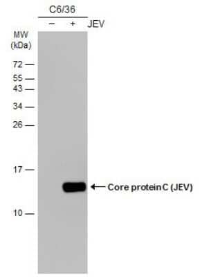 Western Blot: Japanese Encephalitis virus Capsid Protein Antibody (GT127) [NBP3-13584] - Non-infected (-) and infected (+) C6/36 whole cell extracts (15 ug) were separated by 15% SDS-PAGE, and the membrane was blotted with Core protein C (JEV) antibody [GT127] (NBP3-13584) diluted at 1:1000. The HRP-conjugated anti-mouse IgG antibody (NBP2-19382) was used to detect the primary antibody.