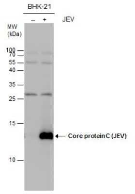 Western Blot Japanese Encephalitis virus Capsid Protein Antibody - BSA Free