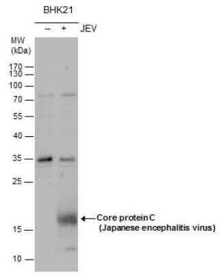 Western Blot Japanese Encephalitis virus Capsid Protein Antibody - BSA Free