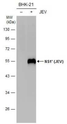 Western Blot: Japanese Encephalitis virus NS1' Antibody [NBP3-13156] - Non-infected (-) and infected (+) BHK-21 whole cell extracts (15 ug) were separated by 10% SDS-PAGE, and the membrane was blotted with NS1' (JEV) antibody (NBP3-13156) diluted at 1:1000.