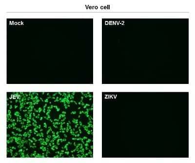 Immunocytochemistry/Immunofluorescence: Japanese Encephalitis virus NS1' Antibody (GT1345) [NBP3-13582] - Immunofluorescent analysis of non-infected and infected vero cells using NS1' (JEV) antibody [GT1345] (NBP3-13582). Green: NS1' (JEV) antibody [GT1345] (NBP3-13582) diluted at 1:500.