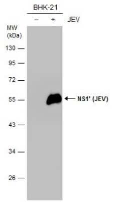 Western Blot: Japanese Encephalitis virus NS1' Antibody (GT1345) [NBP3-13582] - Non-infected (-) and infected (+) BHK-21 whole cell extracts (15 ug) were separated by 10% SDS-PAGE, and the membrane was blotted with NS1' (JEV) antibody [GT1345] (NBP3-13582) diluted at 1:10000.