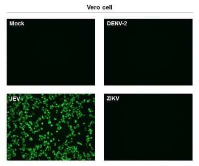 Immunocytochemistry/Immunofluorescence: Japanese Encephalitis virus NS1' Antibody (GT25111) [NBP3-13581] - Immunofluorescent analysis of non-infected and infected vero cells using NS1' (JEV) antibody [GT25111] (NBP3-13581). Green: NS1' (JEV) antibody [GT25111] (NBP3-13581) diluted at 1:500.