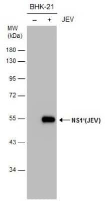 Western Blot: Japanese Encephalitis virus NS1' Antibody (GT25111) [NBP3-13581] - Non-infected (-) and infected (+) BHK-21 whole cell extracts (15 ug) were separated by 10% SDS-PAGE, and the membrane was blotted with NS1' (JEV) antibody [GT25111] (NBP3-13581) diluted at 1:5000.