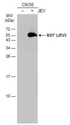 Western Blot: Japanese Encephalitis virus NS1' Antibody (GT483) [NBP3-13597] - Non-infected (-) and infected (+) C6/36 whole cell extracts (15 ug) were separated by 10% SDS-PAGE, and the membrane was blotted with NS1' (JEV) antibody [GT483] (NBP3-13597) diluted at 1:5000. The HRP-conjugated anti-mouse IgG antibody (NBP2-19382) was used to detect the primary antibody.