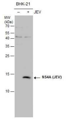 Western Blot: Japanese Encephalitis virus NS4A Antibody [NBP3-13058] - NS4A (JEV) antibody detects NS4A (JEV) protein by western blot analysis. Un-infected (-) and infected (+, JEV infection) BHK-21 whole cell extracts (30 ug) were separated by 15% SDS-PAGE, and the membrane was blotted with NS4A (JEV) antibody (NBP3-13058) at a dilution of 1:1000.