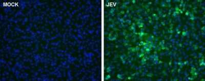 Immunocytochemistry/Immunofluorescence: Japanese Encephalitis virus NS5 Antibody [NBP3-13015] - NS5 protein (Japanese encephalitis virus) antibody detects NS5 protein (Japanese encephalitis virus) by immunofluorescent analysis. Samples: BHK-21 cells mock (left) and infected with Japanese encephalitis virus (right) were fixed in methanol. Green: NS5 (Japanese encephalitis virus) protein stained by NS5 protein (Japanese encephalitis virus) antibody (NBP3-13015) diluted at 1:3000. Blue: Hoechst 33342 staining.