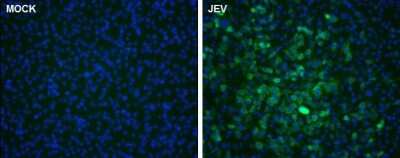 Immunocytochemistry/Immunofluorescence: Japanese Encephalitis virus NS5 Antibody [NBP3-13016] - NS5 protein (Japanese encephalitis virus) antibody detects NS5 protein (Japanese encephalitis virus) by immunofluorescent analysis. Samples: BHK-21 cells mock (left) and infected with Japanese encephalitis virus (right) were fixed in methanol. Green: NS5 (Japanese encephalitis virus) protein stained by NS5 protein (Japanese encephalitis virus) antibody (NBP3-13016) diluted at 1:3000. Blue: Hoechst 33342 staining.