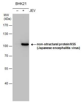 Western Blot: Japanese Encephalitis virus NS5 Antibody [NBP3-13015] - NS5 (JEV) antibody detects NS5 (JEV) protein by Western blot analysis. Un-infected (-) and infected (+, JEV infection) BHK-21 whole cell extracts (5 ug) were separated by 7.5% SDS-PAGE, and the membrane was blotted with NS5 (JEV) antibody (NBP3-13015) at a dilution of 1:3000.