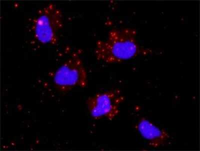 Proximity Ligation Assay: Jun Antibody [H00003725-B01P] - Analysis of protein-protein interactions between GSK3B and JUN. HeLa cells were stained with anti-GSK3B rabbit purified polyclonal 1:1200 and anti-JUN mouse purified polyclonal antibody 1:50. Each red dot represents the detection of protein-protein intera