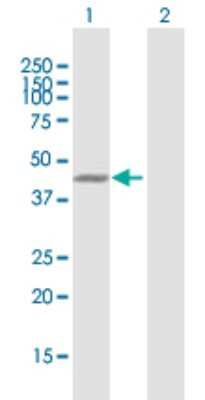 Western Blot: Jun Antibody [H00003725-B01P] - Analysis of JUN expression in transfected 293T cell line by JUN polyclonal antibody.  Lane 1: JUN transfected lysate(36.41 KDa). Lane 2: Non-transfected lysate.