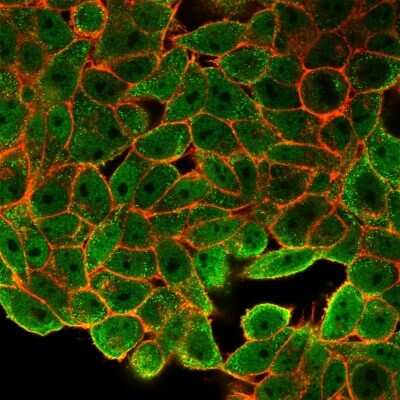 Immunocytochemistry/Immunofluorescence: JunB/AP-1 Antibody (PCRP-JUNB-3G11) [NBP3-08390] - Immunofluorescence Analysis of HeLa cells using JunB/AP-1 Mouse Monoclonal Antibody (PCRP-JUNB-3G11) followed by goat anti- Mouse IgG-CF488 (green). Phalloidin counterstain.