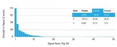 Protein Array: JunB/AP-1 Antibody (PCRP-JUNB-3G11) [NBP3-08390] - Analysis of Protein Array containing more than 19,000 full-length human proteins using JunB/AP-1 Mouse Monoclonal Antibody (PCRP-JunB/AP-1-3G11).