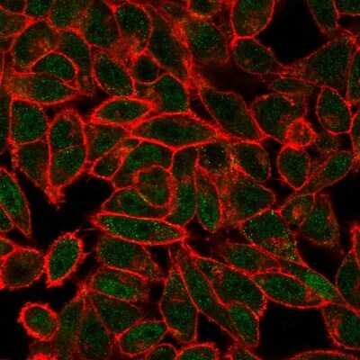 Immunocytochemistry/Immunofluorescence: JunB/AP-1 Antibody (PCRP-JUNB-3G2) [NBP3-08391] - Immunofluorescence Analysis of PFA-HeLa cells. JunB/AP-1 Mouse Monoclonal Antibody (PCRP-JunB/AP-1-3G2) followed by goat anti- Mouse IgG-CF488 (green). Phalloidin counterstain (red).