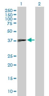 Western Blot: JunB/AP-1 Antibody [H00003726-B01P] - Analysis of JUNB expression in transfected 293T cell line by JUNB polyclonal antibody.  Lane 1: JUNB transfected lysate(38.17 KDa). Lane 2: Non-transfected lysate.