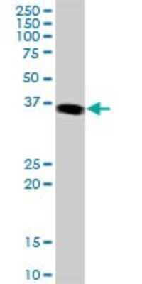 Western Blot: JunB/AP-1 Antibody [H00003726-B03P] - Analysis of JUNB expression in Hela S3 NE.