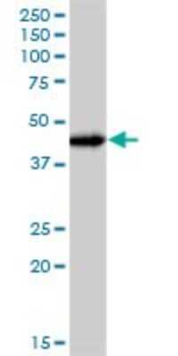 Western Blot: JunB/AP-1 Antibody [H00003726-B03P] - Analysis of JUNB expression in human liver.